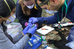 mammal_sampling2.1