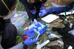 mammal_sampling2